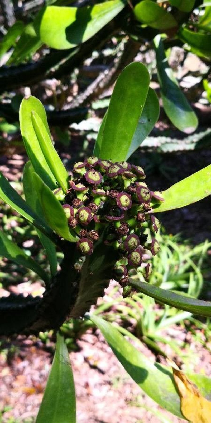 Indian Spurgetree photo 7