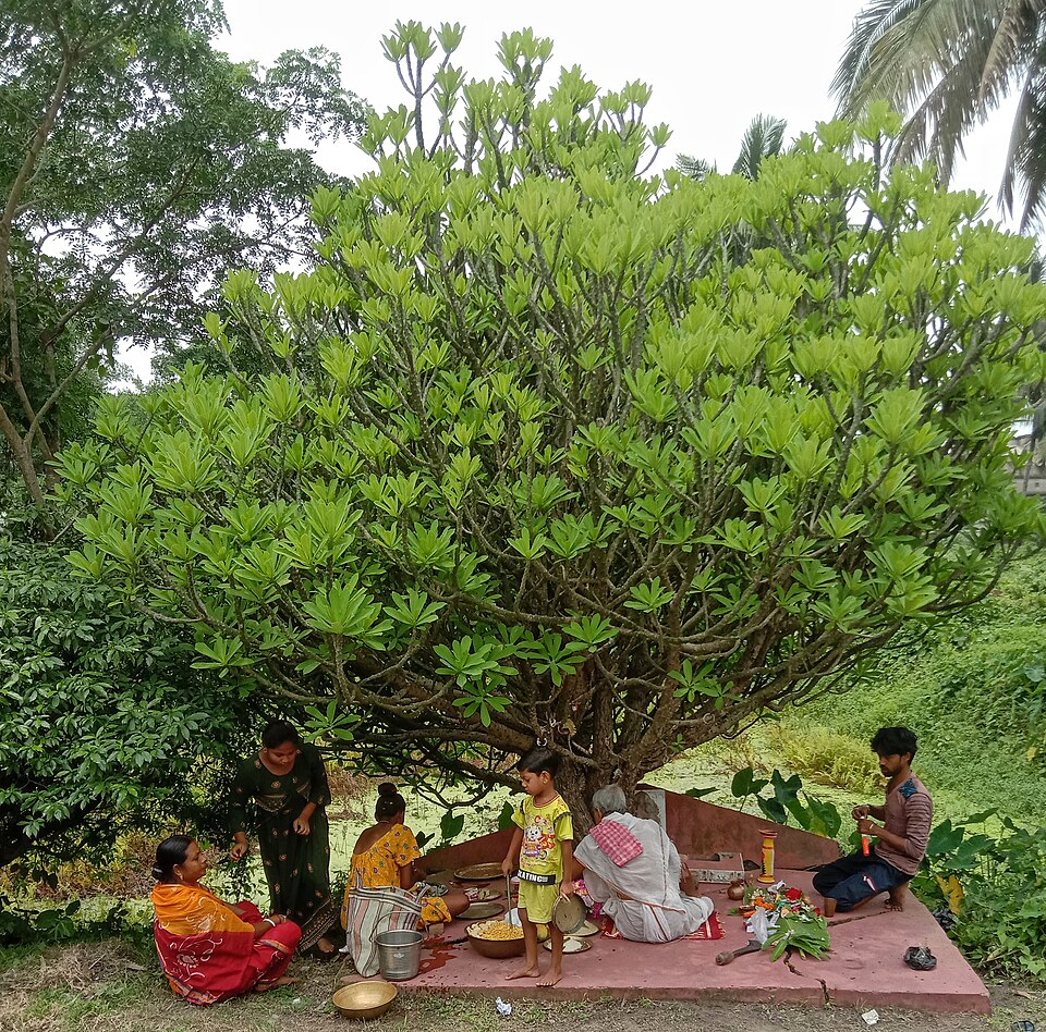 Indian Spurgetree photo 8