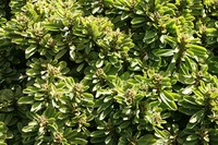 Indian Spurgetree