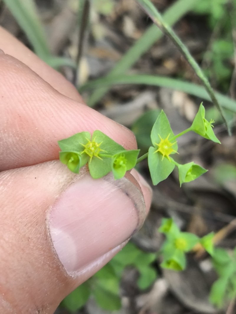 Euphorbia nesomii