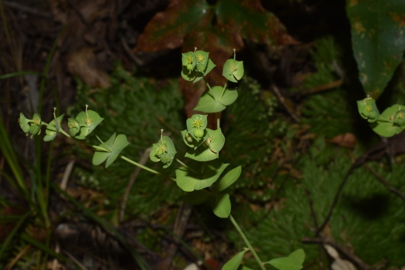 Euphorbia nesomii photo 2