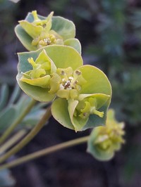 Euphorbia nevadensis