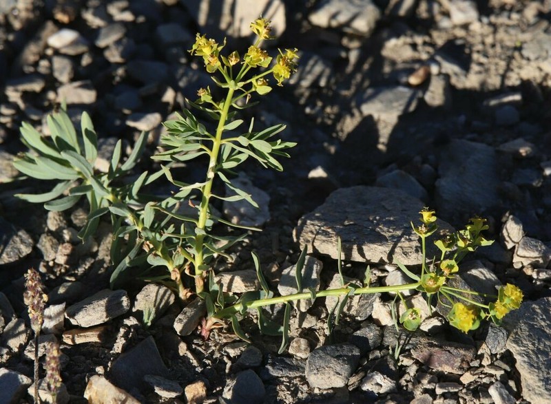 Euphorbia nevadensis photo 3