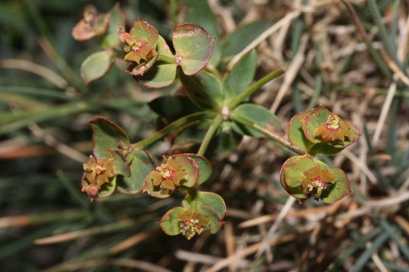 Euphorbia nevadensis photo 4
