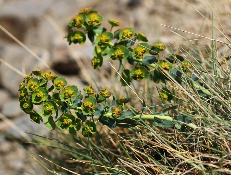 Euphorbia nevadensis photo 5
