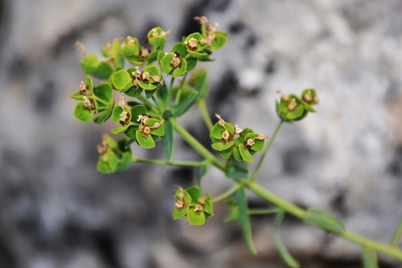 Euphorbia nevadensis photo 6