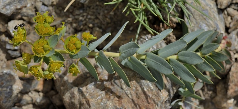 Euphorbia nevadensis photo 7