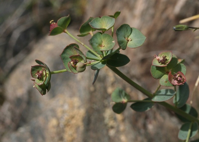 Euphorbia nevadensis photo 8