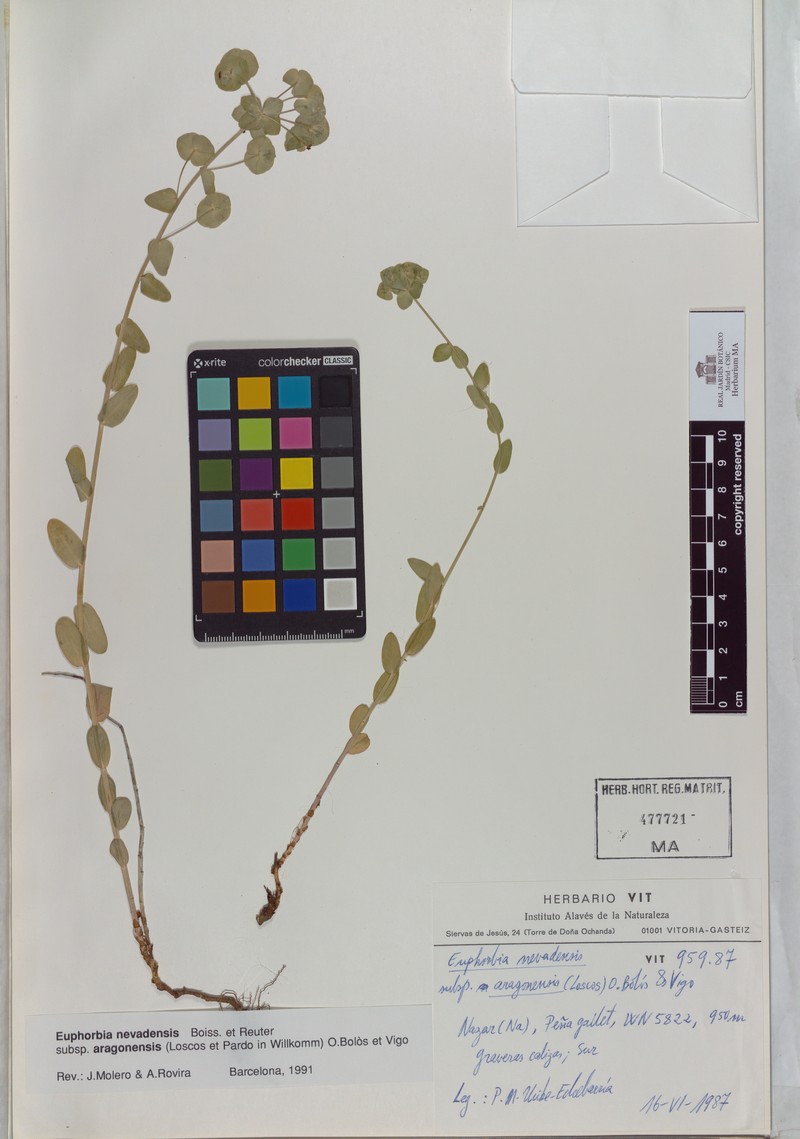 Euphorbia nevadensis subsp. aragonensis