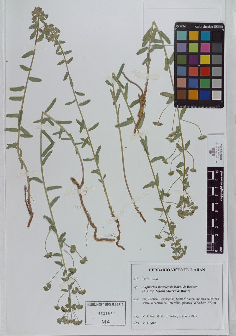 Euphorbia nevadensis subsp. bolosii