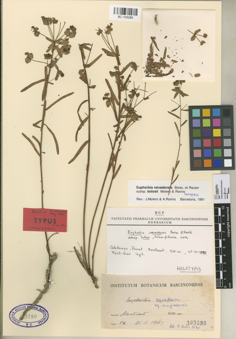 Euphorbia nevadensis subsp. bolosii photo 2
