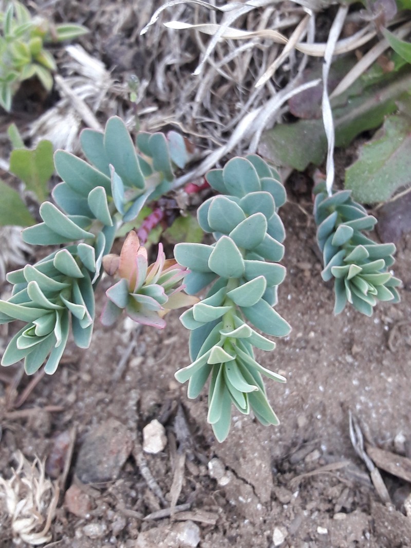 Euphorbia nevadensis subsp. nevadensis