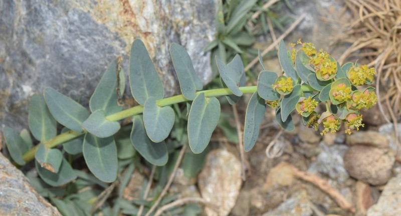 Euphorbia nevadensis subsp. nevadensis photo 2