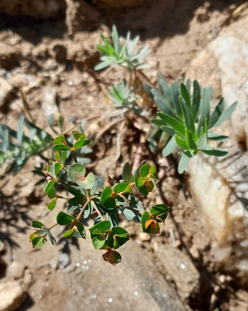 Euphorbia nevadensis subsp. nevadensis photo 3