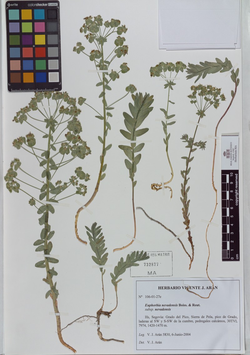Euphorbia nevadensis subsp. nevadensis photo 4