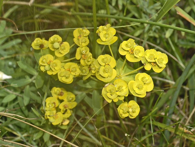 Euphorbia nicaeensis