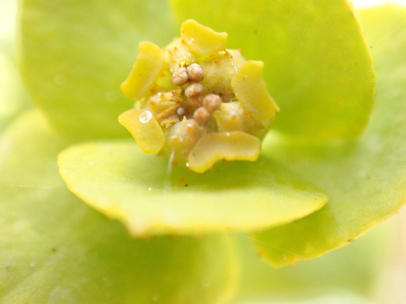 Euphorbia nicaeensis photo 2