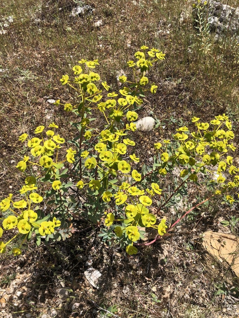 Euphorbia nicaeensis photo 3