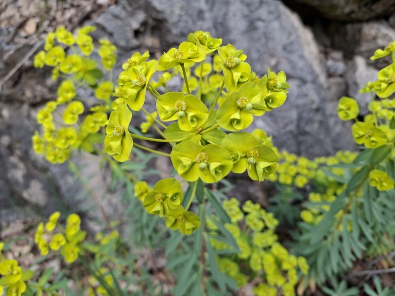 Euphorbia nicaeensis photo 4