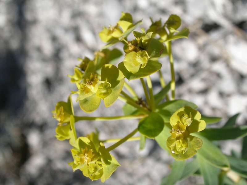 Euphorbia nicaeensis photo 5