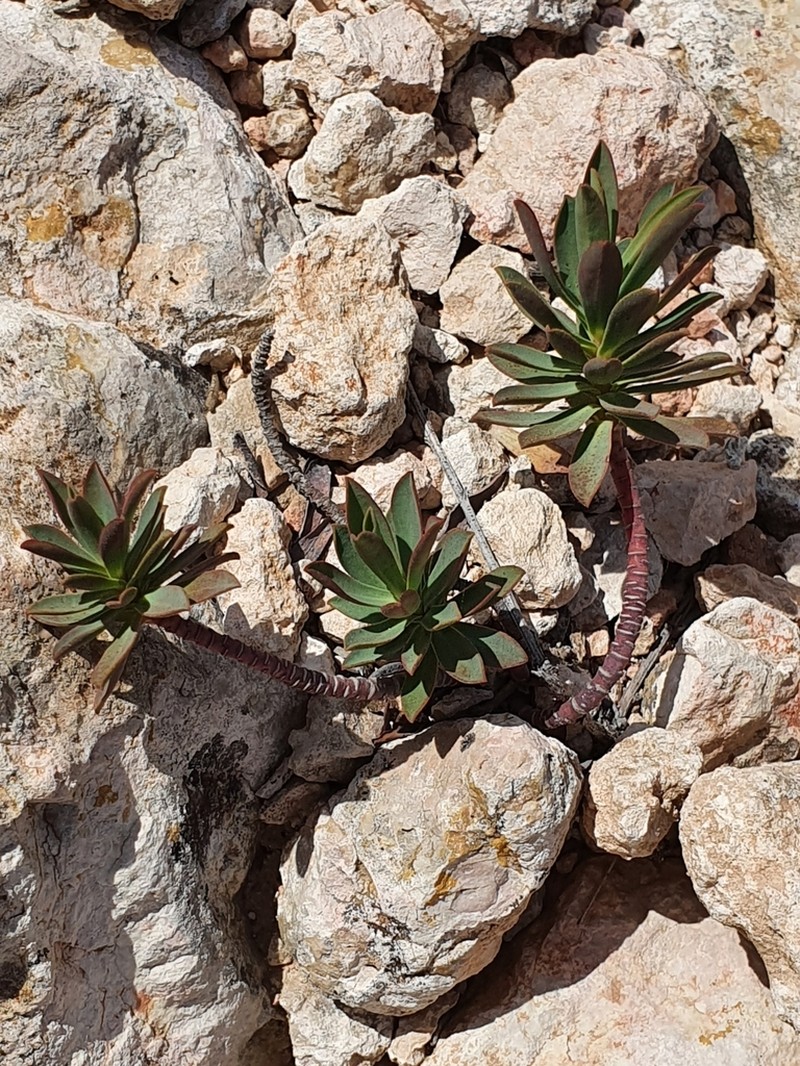 Euphorbia nicaeensis photo 6