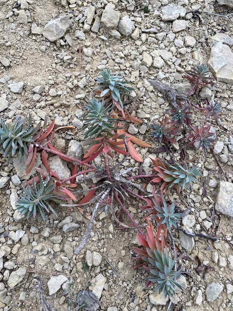 Euphorbia nicaeensis photo 7