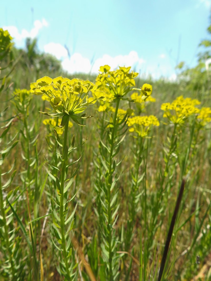 Euphorbia niciciana