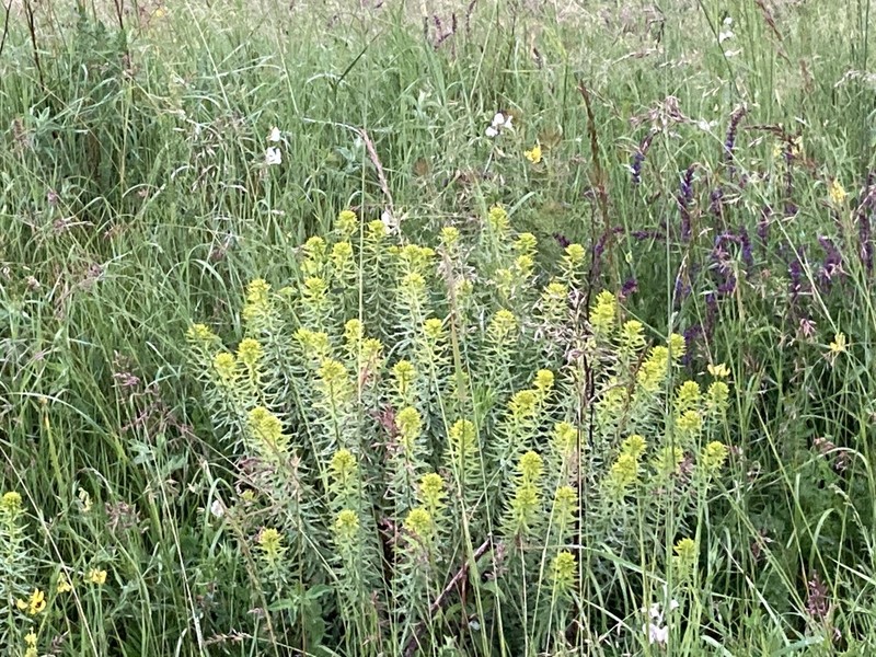 Euphorbia niciciana photo 2