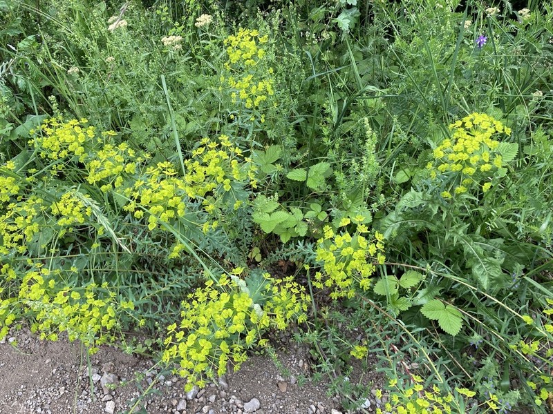 Euphorbia niciciana photo 3