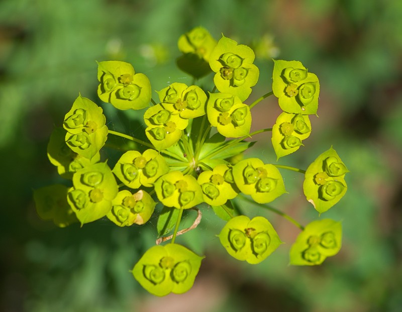 Euphorbia niciciana photo 4