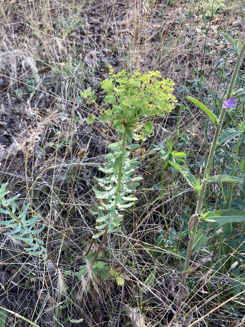 Euphorbia niciciana photo 5