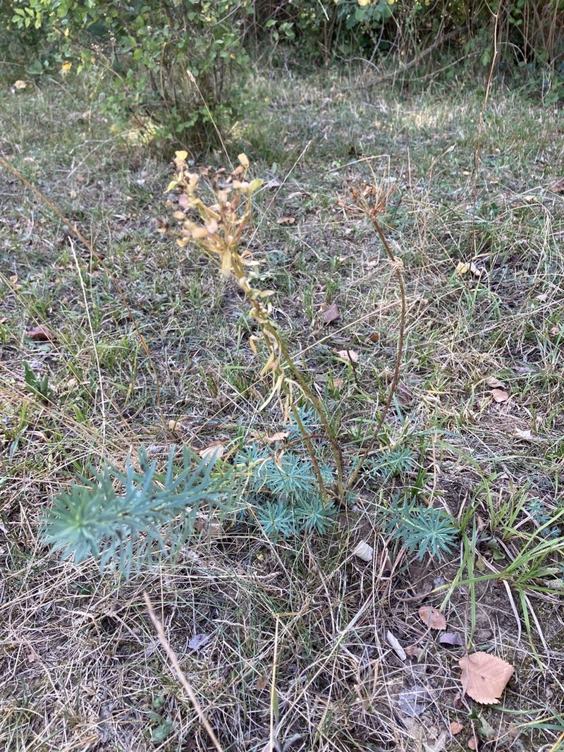 Euphorbia niciciana photo 6