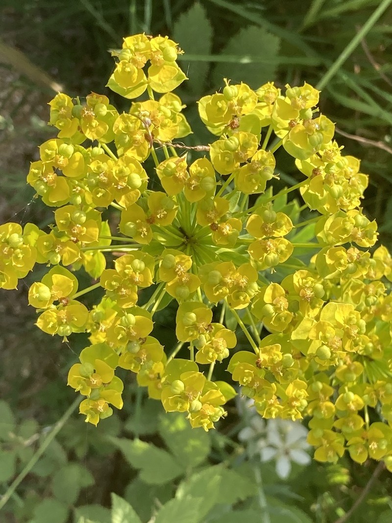 Euphorbia niciciana photo 7