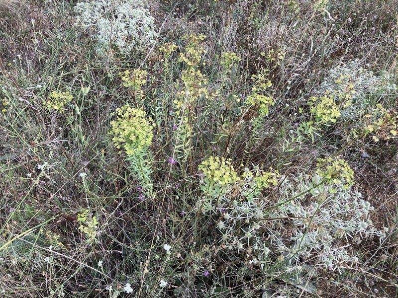 Euphorbia niciciana photo 8