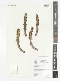 Euphorbia nigrispina