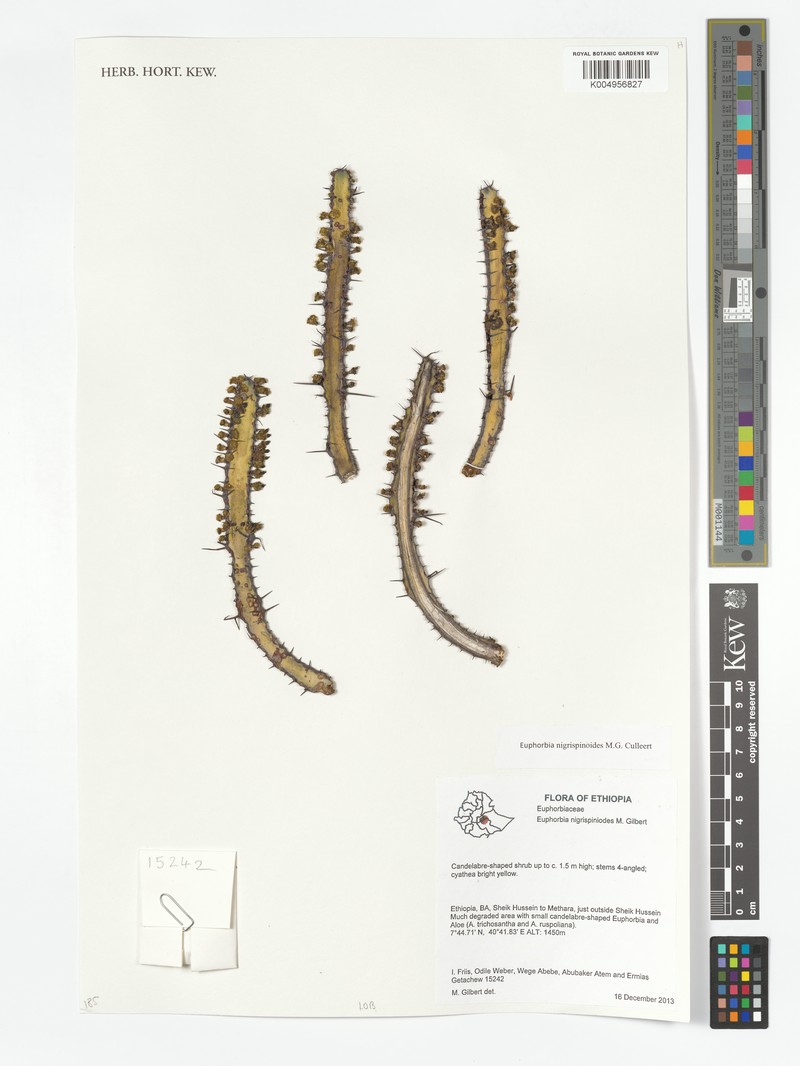 Euphorbia nigrispina