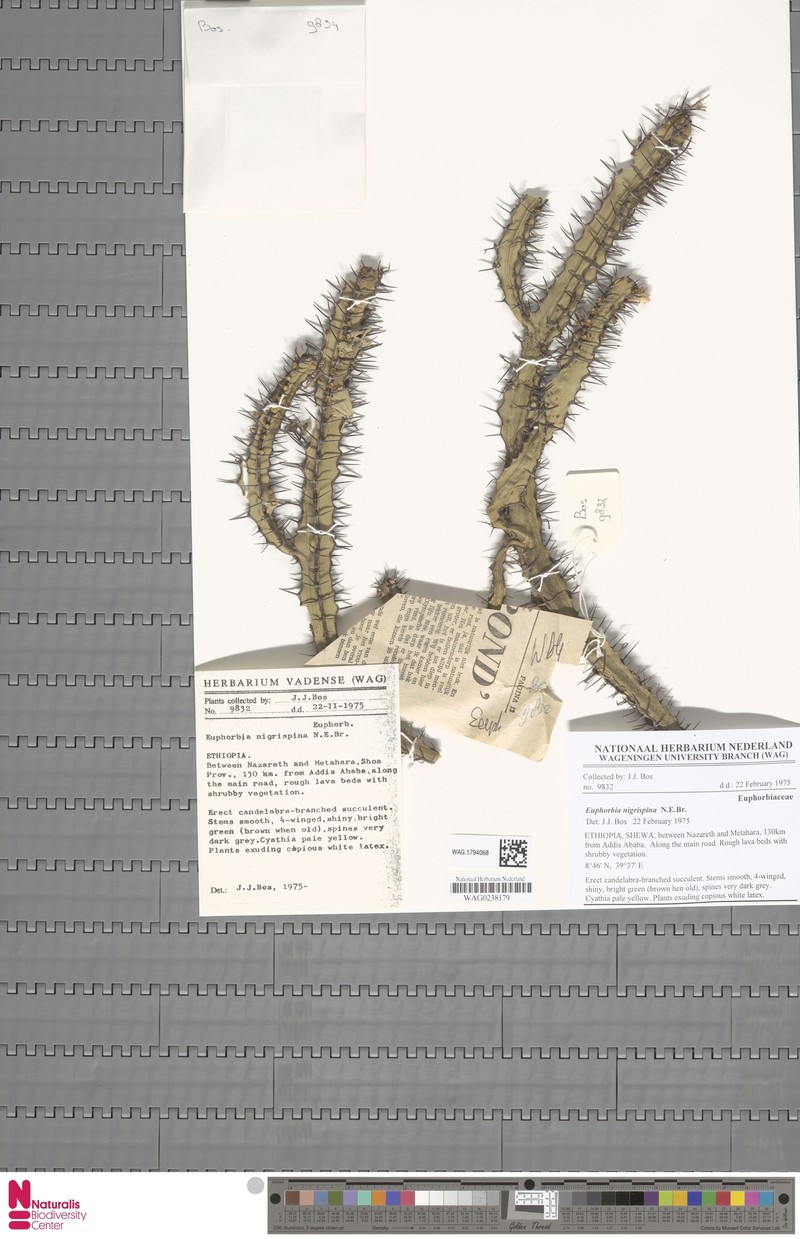 Euphorbia nigrispina photo 2