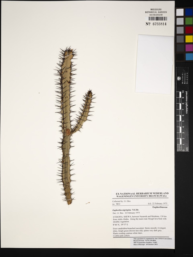 Euphorbia nigrispina photo 3