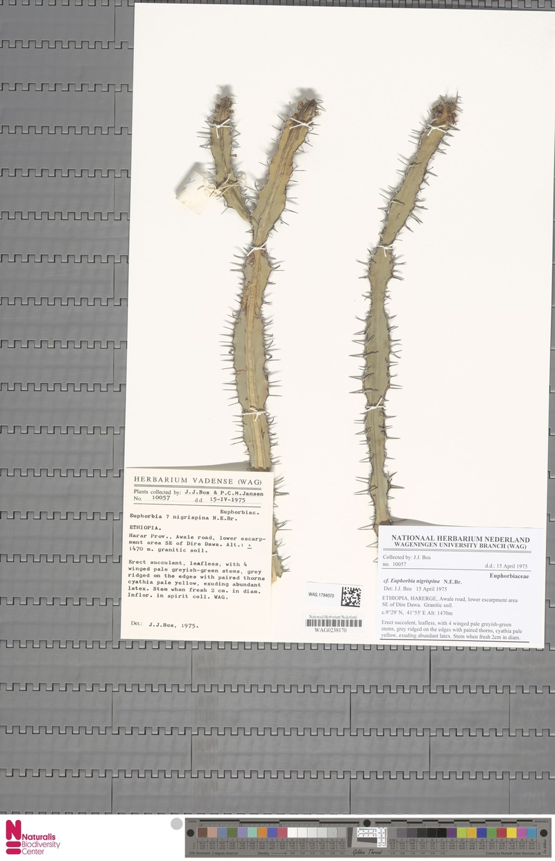 Euphorbia nigrispina photo 4