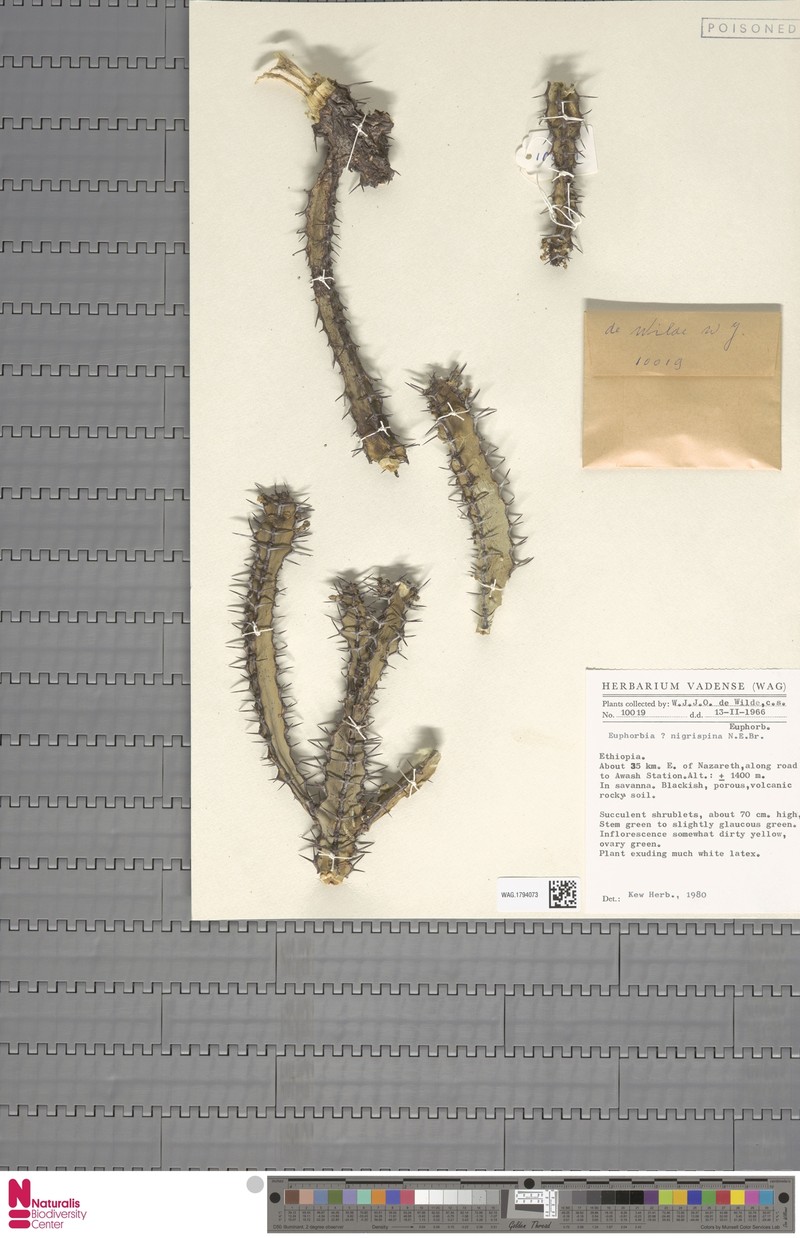 Euphorbia nigrispina photo 8