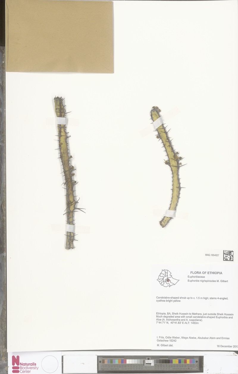 Euphorbia nigrispinoides