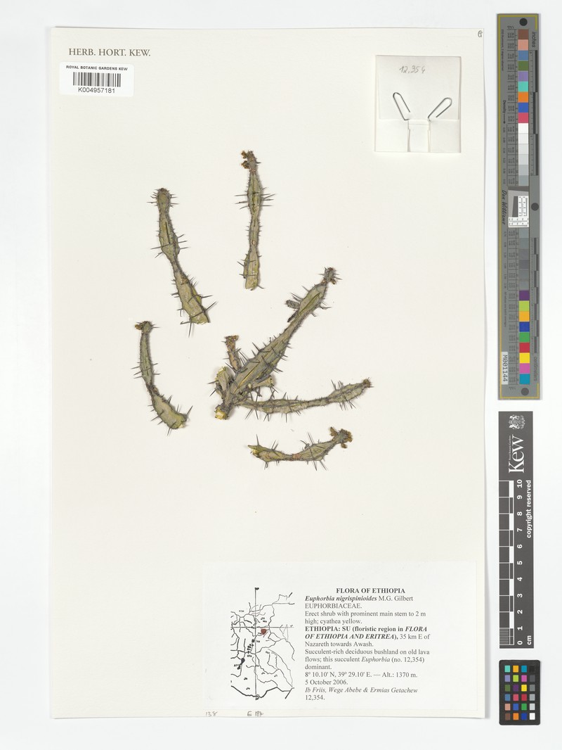 Euphorbia nigrispinoides photo 2