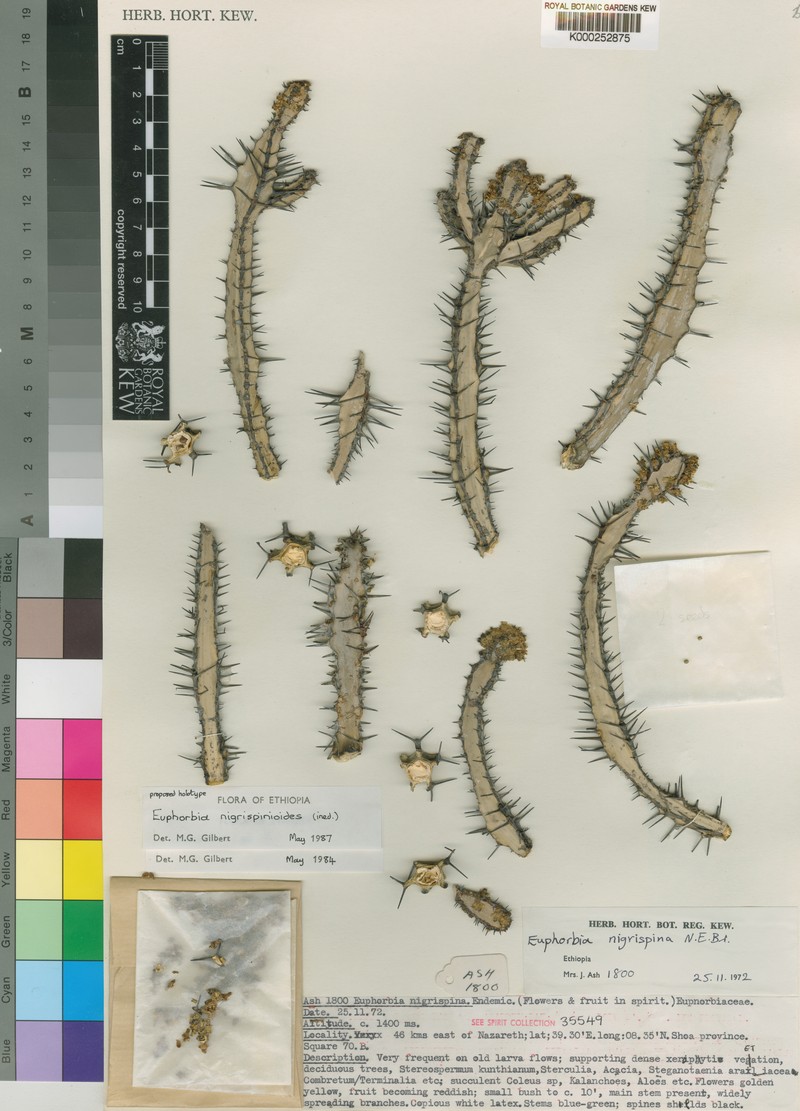 Euphorbia nigrispinoides photo 3