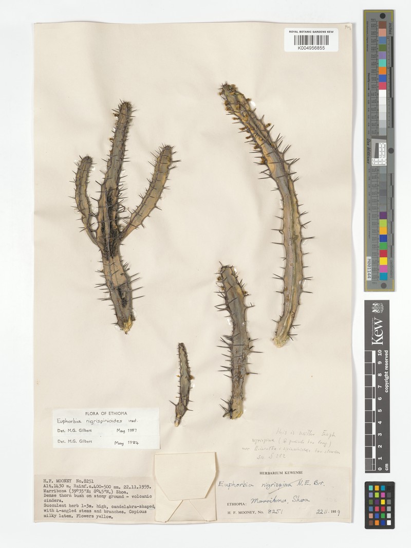 Euphorbia nigrispinoides photo 4