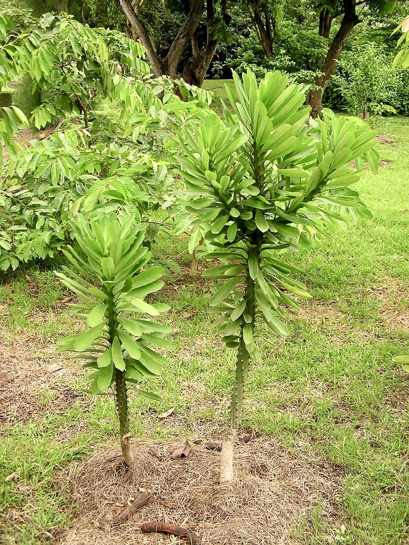 Euphorbia nivulia