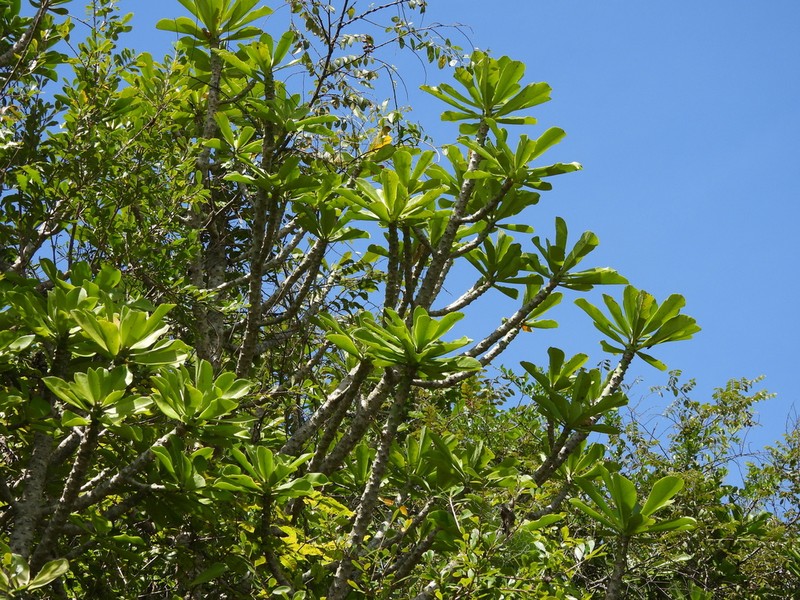 Euphorbia nivulia photo 2
