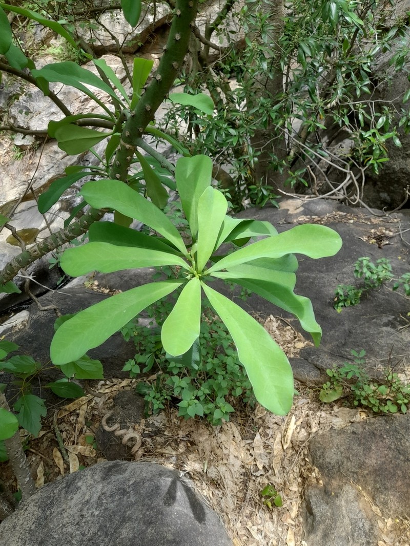 Euphorbia nivulia photo 3