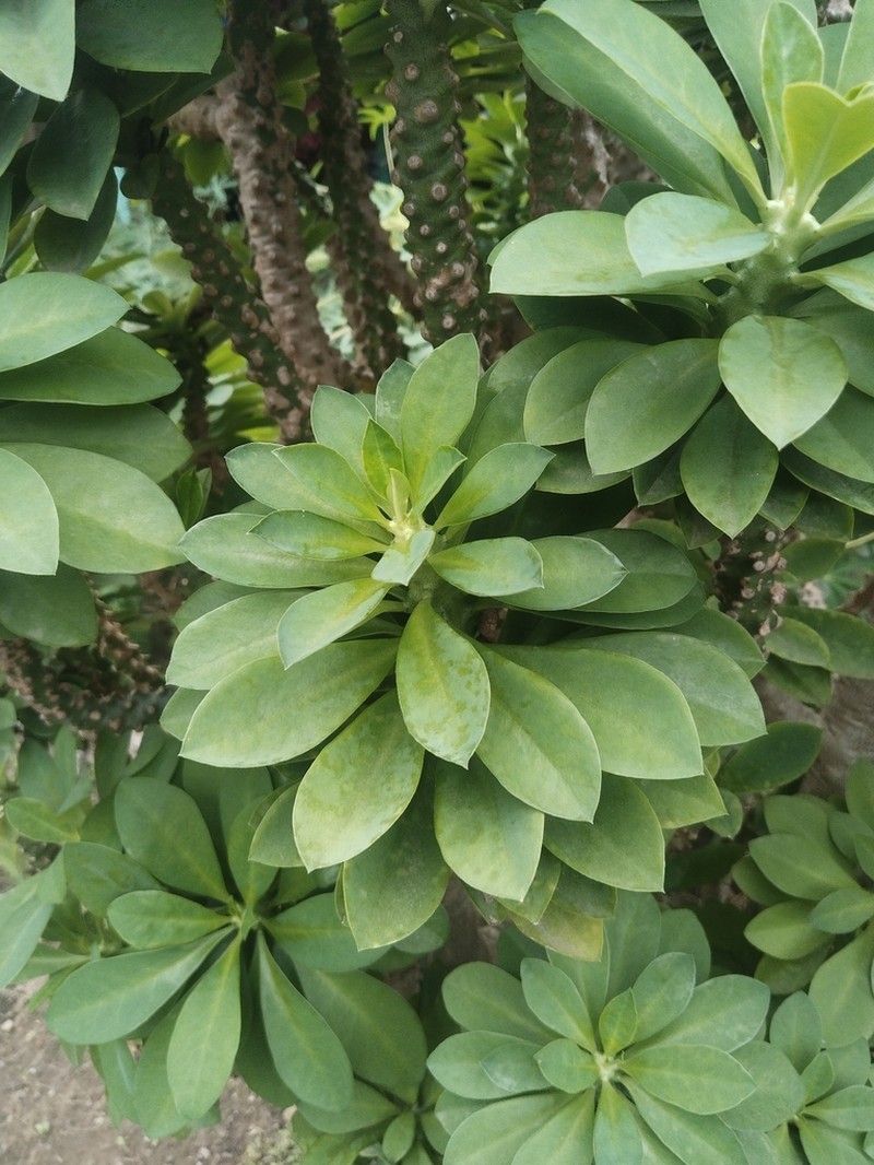 Euphorbia nivulia photo 5