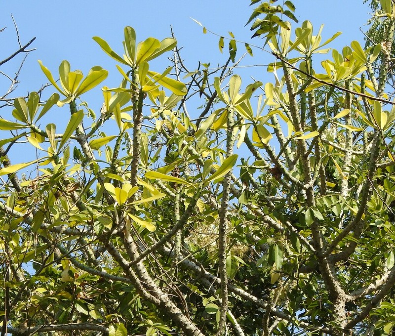 Euphorbia nivulia photo 6