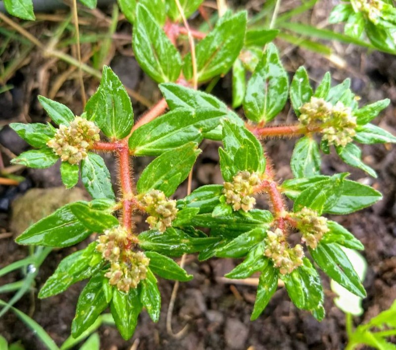 Euphorbia nocens